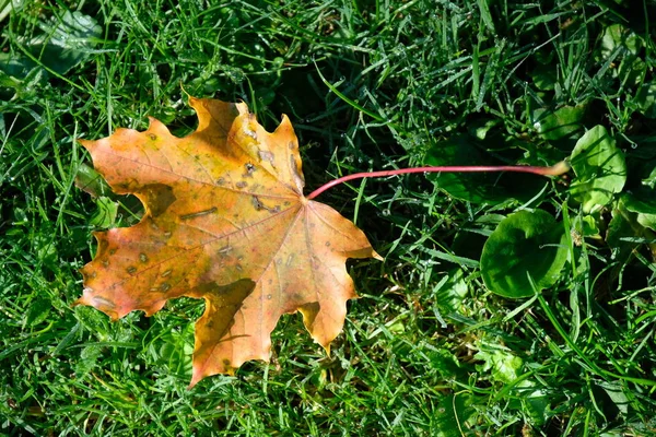 Mooi Botanisch Schot Natuurlijk Behang — Stockfoto