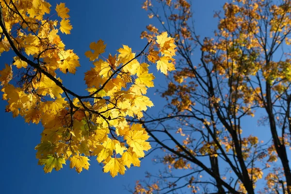 Podzimní Atmosféra Selektivní Zaměření — Stock fotografie