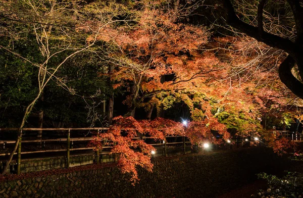 京都の夜 運河沿いに紅葉がライトアップされた日本庭園の美しい秋の風景 — ストック写真