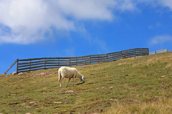 Ovce Jako Krajinář Rohu Rittner — Stock fotografie