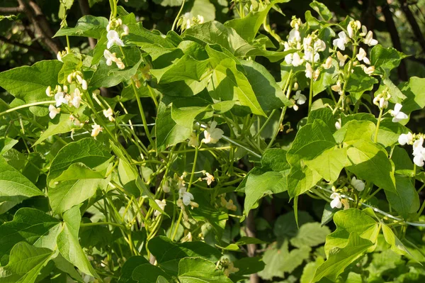 Fleurs Blanches Jeunes Haricots Sur Tiges Bouclées Espace Copie Fond — Photo