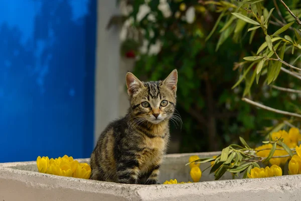 Genç Kaplan Kedi Çiçek Deliğinde — Stok fotoğraf