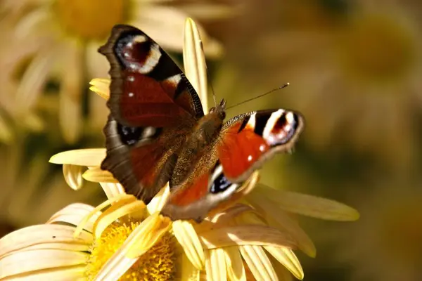 Closeup View Beautiful Colorful Butterfly — Stock Photo, Image