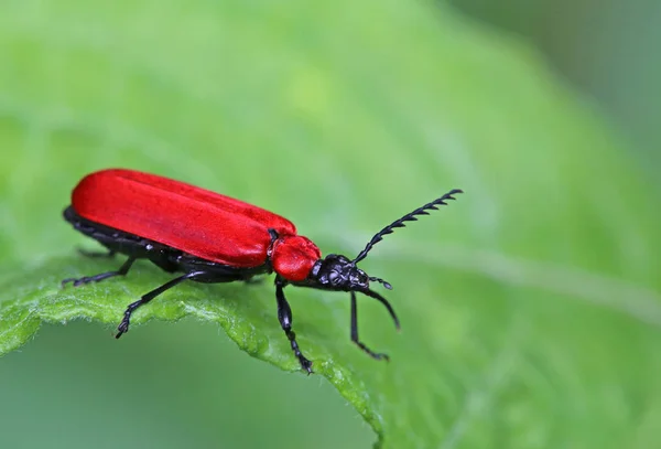 Scarlet Firefly Pyrochroa Coccinea — Foto de Stock