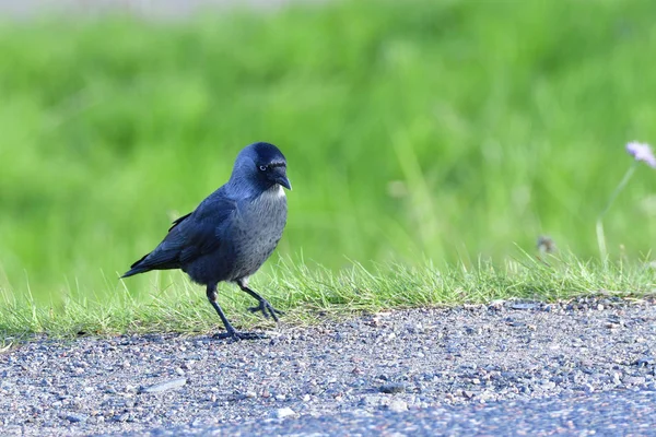 Dohle Auf Nahrungssuche — Stockfoto