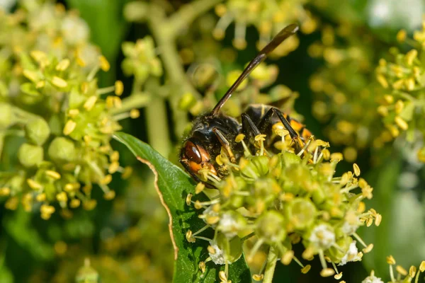 asian hornet at the ivy flower