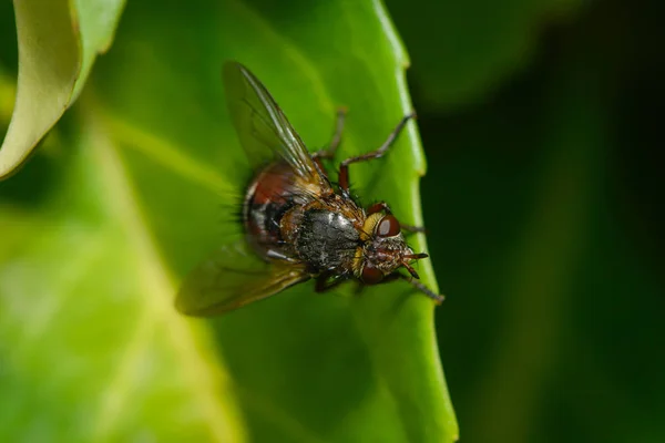 Hedid Fly Egy Lapon — Stock Fotó