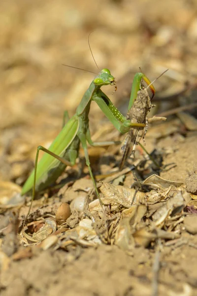 Saltamontes Insectos Cricket Bug — Foto de Stock