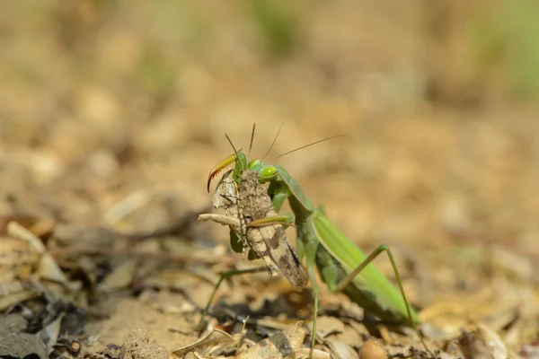 Peygamber Devesi Böcekleri Böceği — Stok fotoğraf