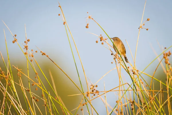 Vista Panorâmica Majestoso Warbler Natureza — Fotografia de Stock