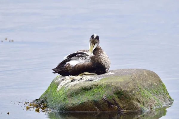 Eider Canard Mâle Robe Dimensionnement — Photo