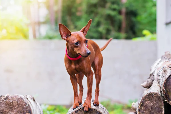 Buiten Portret Van Een Miniatuur Pinscher Hond — Stockfoto