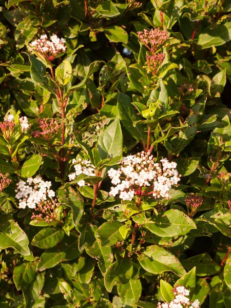 Pequeñas Flores Blancas Hasta Cerca Jardín Arbusto Luz Suave — Foto de Stock