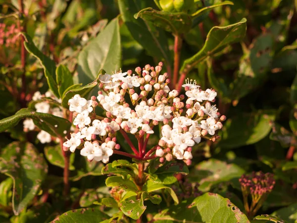 Små Vita Blommor Nära Håll Mjuk Ljus Buske Trädgård — Stockfoto