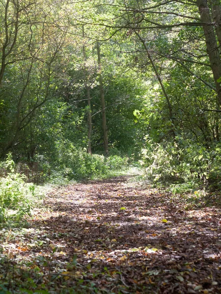Piękna Wiejska Ścieżka Jasnozielonymi Liśćmi Jesień — Zdjęcie stockowe