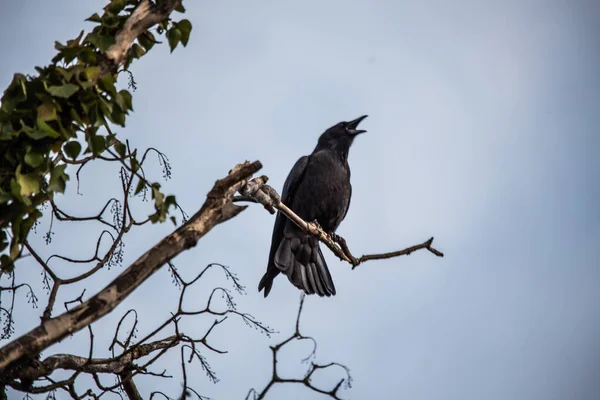 Corbeau Sur Dessus Arbre — Photo