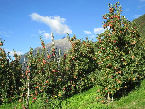 Coltivazione Mele Alto Adige — Foto Stock