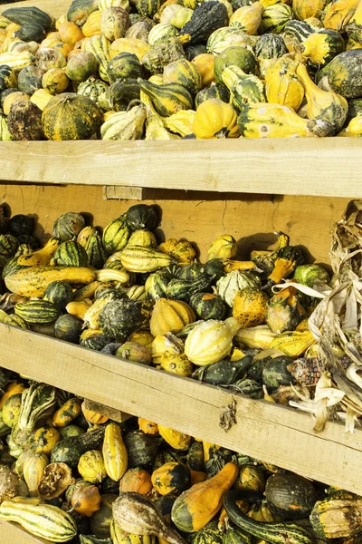 Kleurrijke Pompoenen Een Plank Een Open Kraam Langs Een Straat — Stockfoto