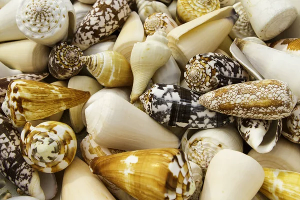 Shell Collection Natural Backgrounds Textures — Stock Photo, Image
