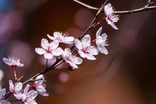Blossom Japanese Cherry — Stock Photo, Image