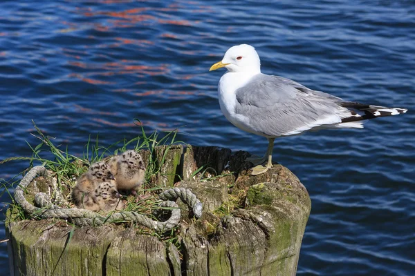 Seagull Her Chicks Feeder — Stock Photo, Image