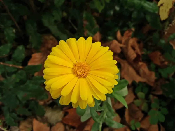 Fiore Giallo Foglie Autunnali Una Giornata Fresca Ottobre — Foto Stock