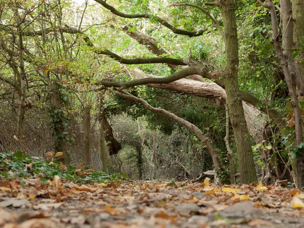 Осенняя Тропинка Проложенная Через Лесной Проход Деревьев — стоковое фото