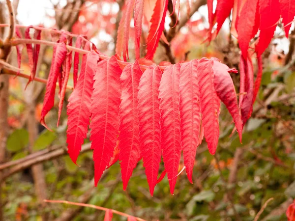 Hermoso Ornamento Colgando Rojas Otoño Rama Árbol — Foto de Stock