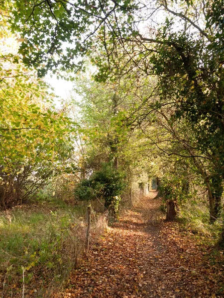 Atemberaubende Herbst Land Weg Zaun Feld Bäume Blätter — Stockfoto