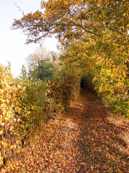 Путь Осенних Листьев Стране Пустые Деревья Живой Изгороди — стоковое фото