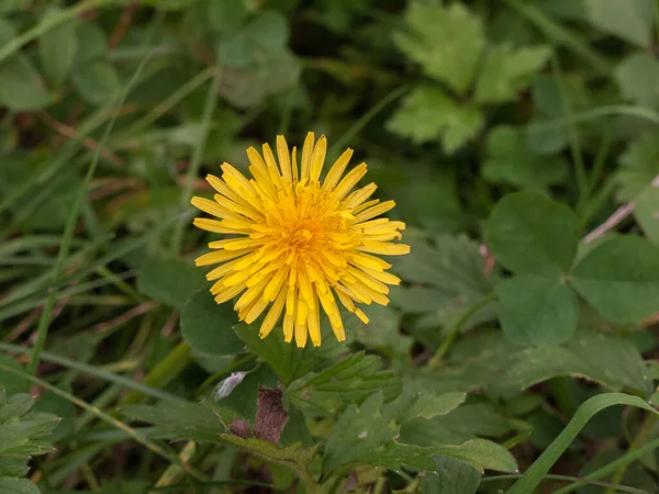 Close Full Bloom Yellow Dandelion Green Background — Stock Photo, Image