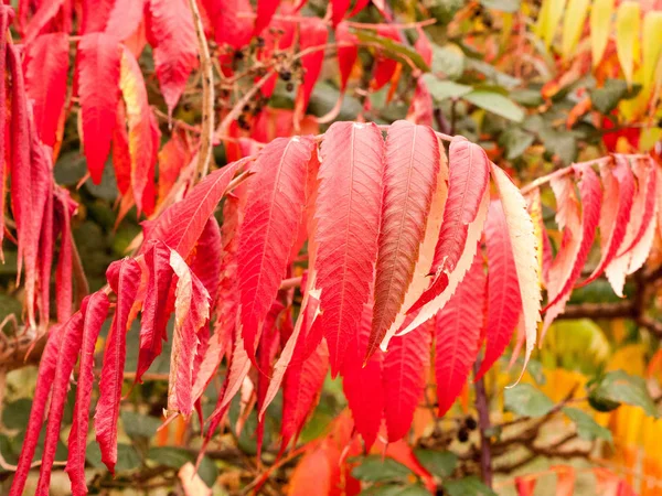 Bela Ornamentado Pendurado Folhas Outono Vermelho Ramo Árvore — Fotografia de Stock