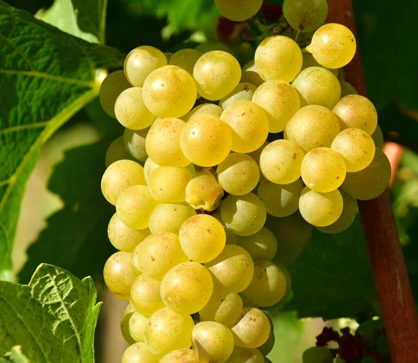 Vinho Que Cresce Wachau Perto Weissenkirchen Momento Vindima Outono — Fotografia de Stock