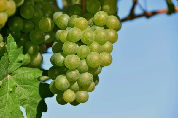 Vinho Que Cresce Wachau Perto Weissenkirchen Momento Vindima Outono — Fotografia de Stock