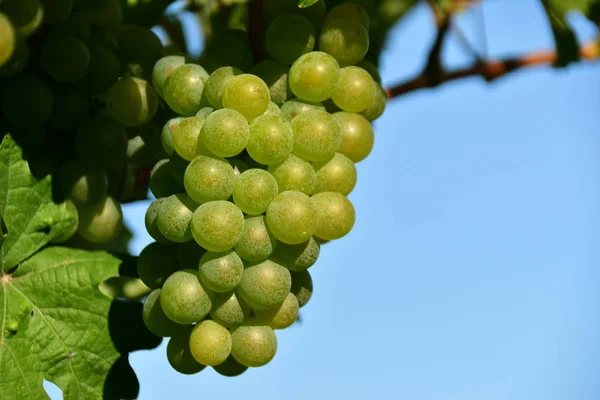 Viticoltura Nel Wachau Vicino Weissenkirchen Momento Della Vendemmia Autunno — Foto Stock