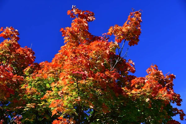 Painting Nature Autumn — Stock Photo, Image