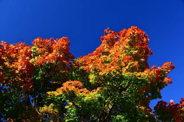 Живопись Природы Осенью — стоковое фото