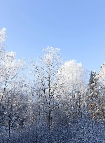 Photographed Trees Growing Forest Winter Season Branches Rime Formed Ground Stock Photo