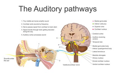 The auditory system is the sensory system for the sense of hearing. It includes both the sensory organs the ears and the auditory parts of the sensory system. Education info graphic vector. clipart