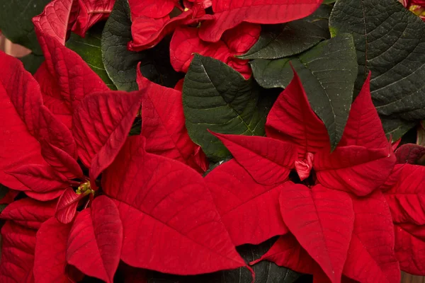Тло Червоних Квітів Пуансеттія Євфрахія Пульчерріма Різдвяна Квітка — стокове фото