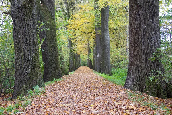 Aleja Drzew Pochmurny Dzień Jesienią Wieloma Opadłymi Liśćmi Styrii — Zdjęcie stockowe