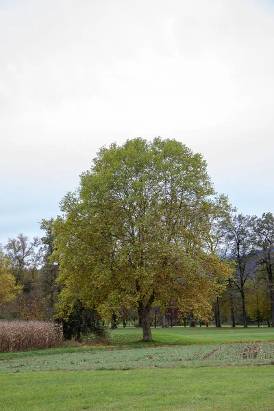 Boom Herfst Een Park Met Groene Weide Een Bewolkte Dag — Stockfoto