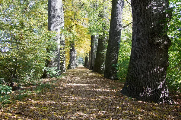 Baumallee Sonnenlicht Herbst Tag Der Steiermark — Stockfoto