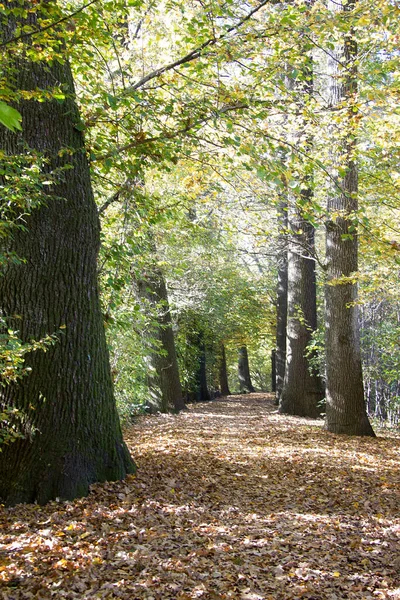 Aleja Drzew Świetle Słonecznym Jesienią Dniu Styrii — Zdjęcie stockowe