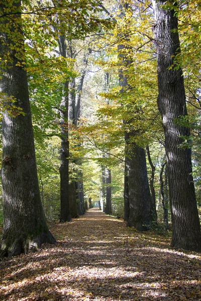 Aleja Drzew Świetle Słonecznym Jesienią Dniu Styrii — Zdjęcie stockowe