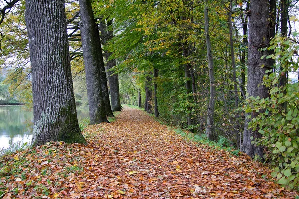 Tree Avenue Lake Cloudy Day Autumn Styria — Stock Photo, Image