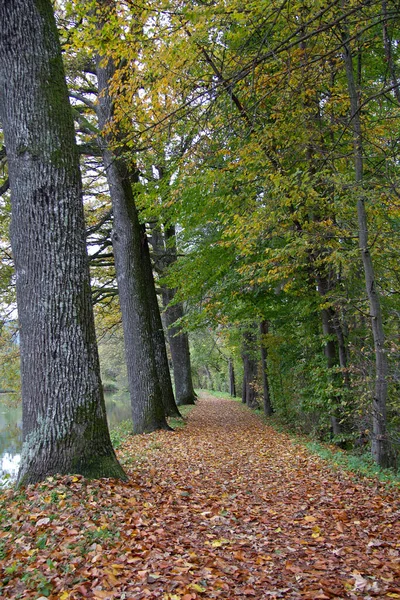 Árvore Avenida Lado Lago Dia Nublado Outono Styria — Fotografia de Stock