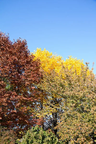 Las Cimas Con Follaje Rojo Amarillo Contra Cielo Azul Otoño —  Fotos de Stock