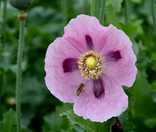 Abeja Flor Amapola — Foto de Stock