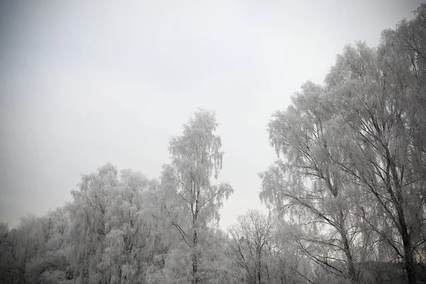 Neige Photographiée Hiver Qui Est Apparu Après Une Chute Neige — Photo